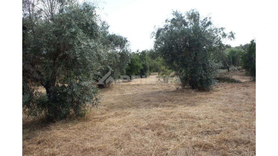 Quinta para Venda em Pedrógão de São Pedro e Bemposta Foto 20