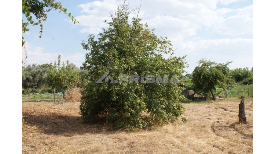 Quinta para Venda em Pedrógão de São Pedro e Bemposta Foto 7