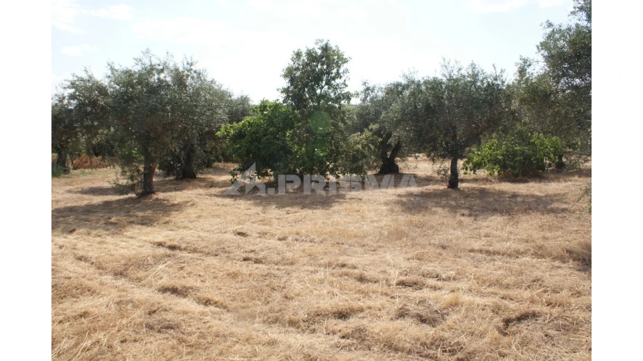 Quinta para Venda em Pedrógão de São Pedro e Bemposta Foto 2