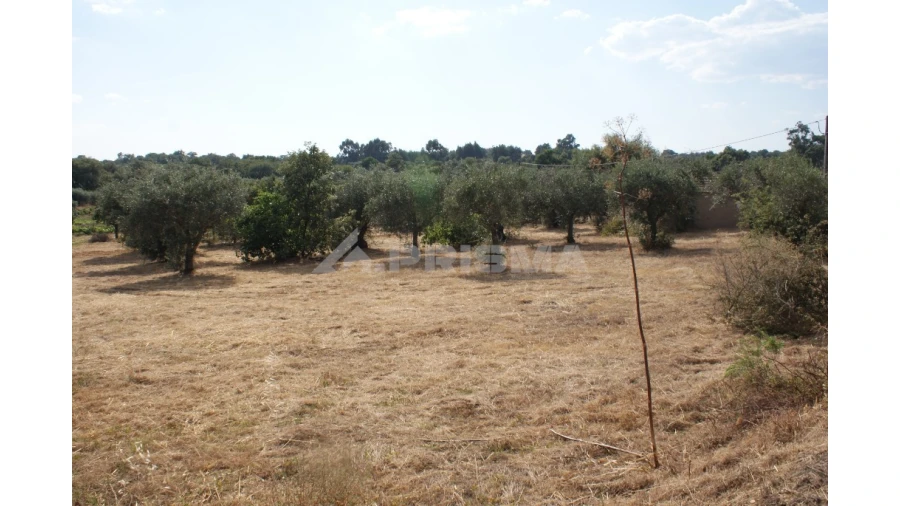 Quinta para Venda em Pedrógão de São Pedro e Bemposta Foto 26
