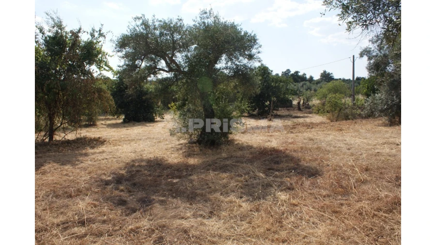 Quinta para Venda em Pedrógão de São Pedro e Bemposta Foto 4
