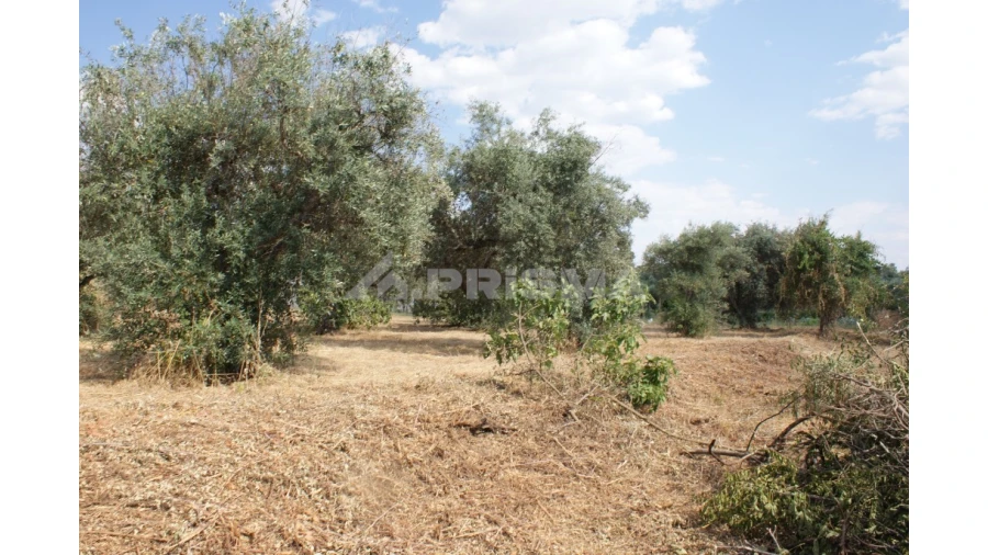 Quinta para Venda em Pedrógão de São Pedro e Bemposta Foto 17