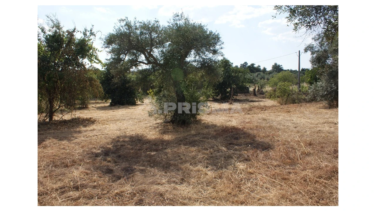 Quinta para Venda em Pedrógão de São Pedro e Bemposta Foto 4