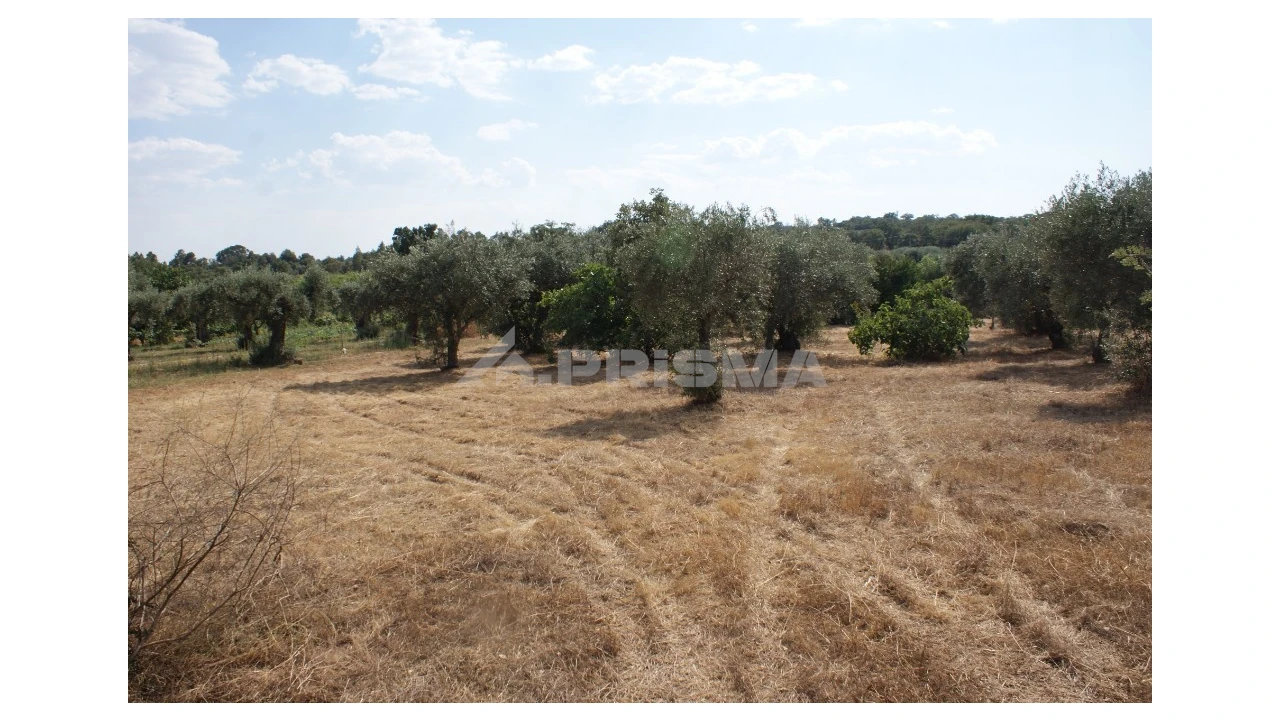 Quinta para Venda em Pedrógão de São Pedro e Bemposta Foto 1