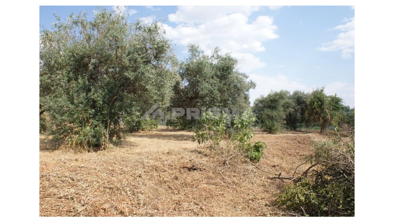 Quinta para Venda em Pedrógão de São Pedro e Bemposta Foto 17