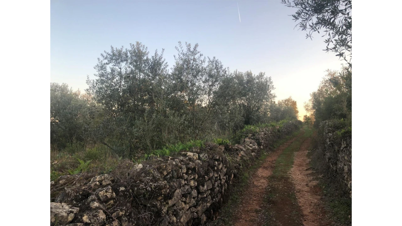 Terreno para Venda em Cernache Foto 5