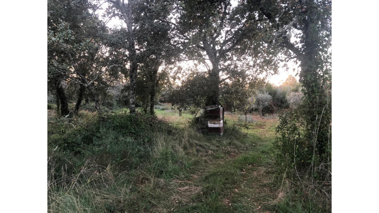Terreno para Venda em Cernache Foto 2