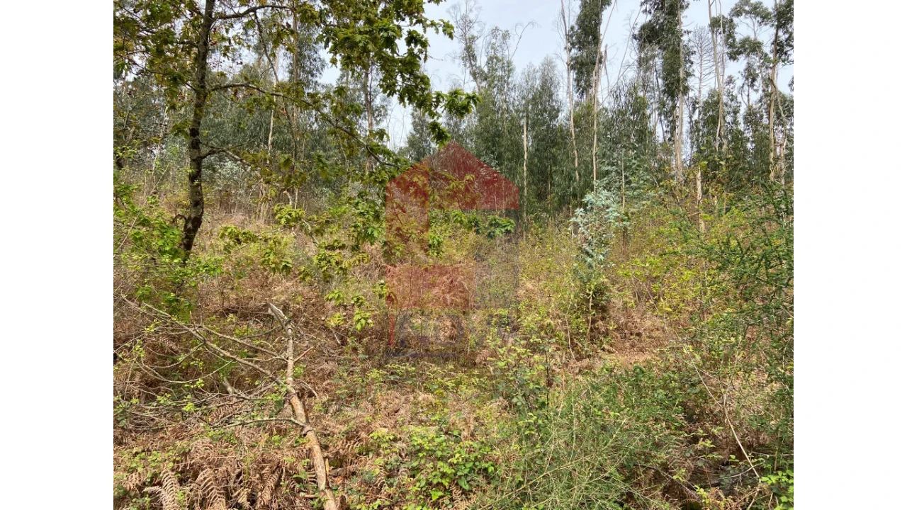 Terreno para Venda em Valbom (São Pedro), Passô e Valbom (São Martinho) Foto 11