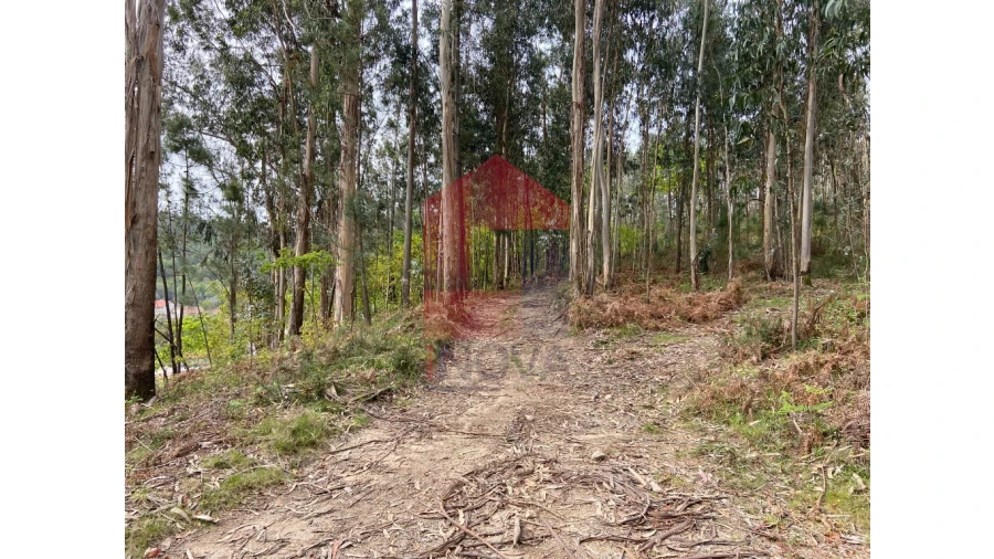Terreno para Venda em Valbom (São Pedro), Passô e Valbom (São Martinho) Foto 14