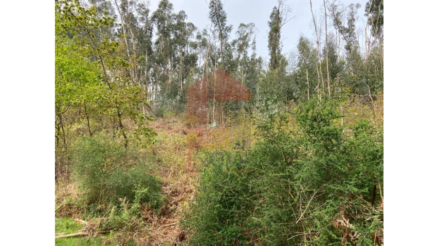 Terreno para Venda em Valbom (São Pedro), Passô e Valbom (São Martinho) Foto 3