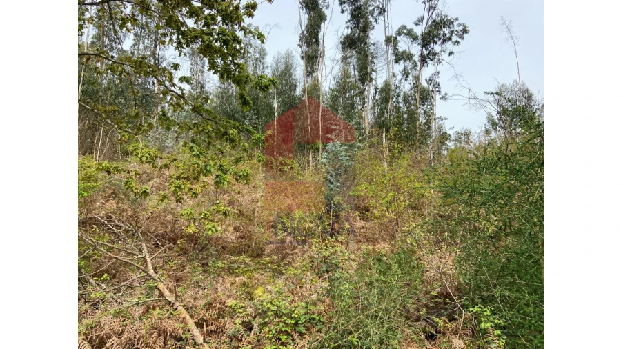 Terreno para Venda em Valbom (São Pedro), Passô e Valbom (São Martinho) Foto 6