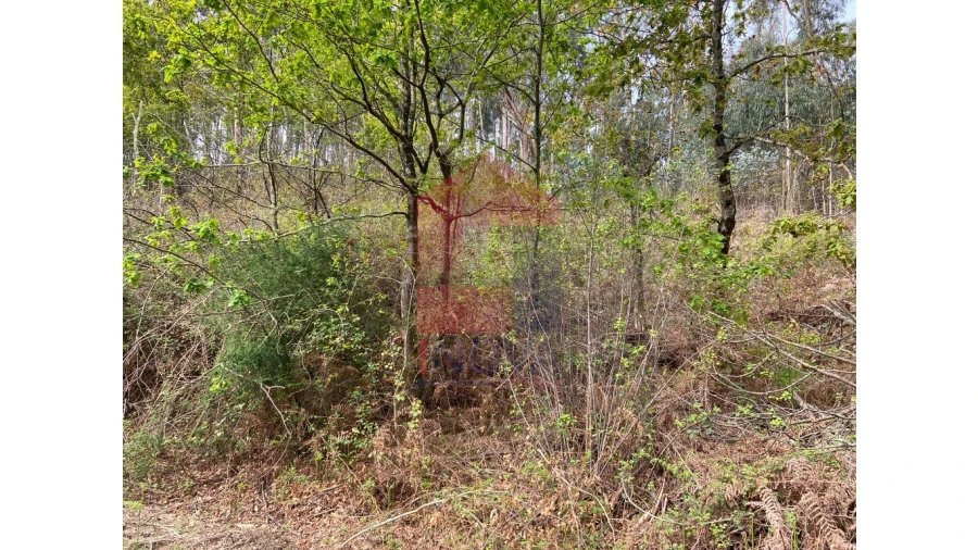 Terreno para Venda em Valbom (São Pedro), Passô e Valbom (São Martinho) Foto 12