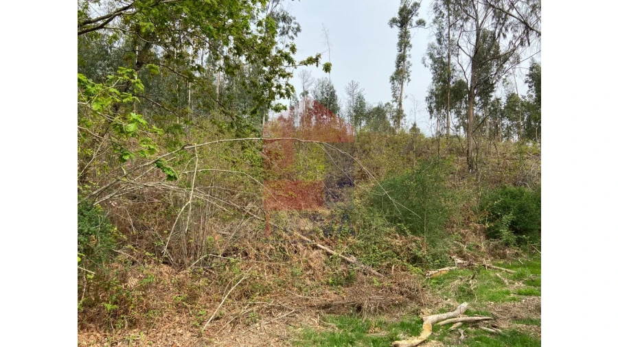Terreno para Venda em Valbom (São Pedro), Passô e Valbom (São Martinho) Foto 8