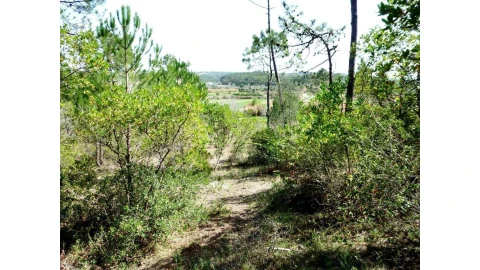 Terreno para Venda em Cernache