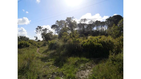Terreno para Venda em Cernache