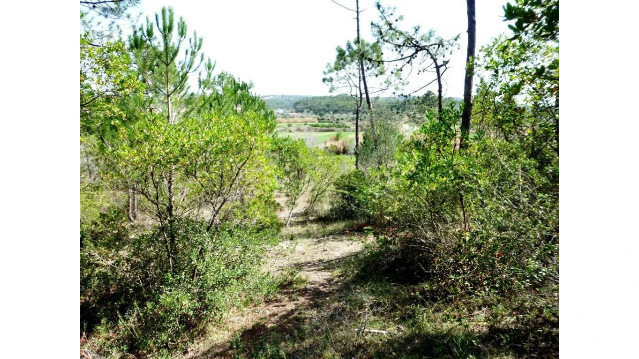 Terreno para Venda em Cernache Foto 1
