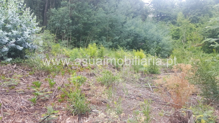 Terreno para Venda em Vilar da Veiga Foto 4