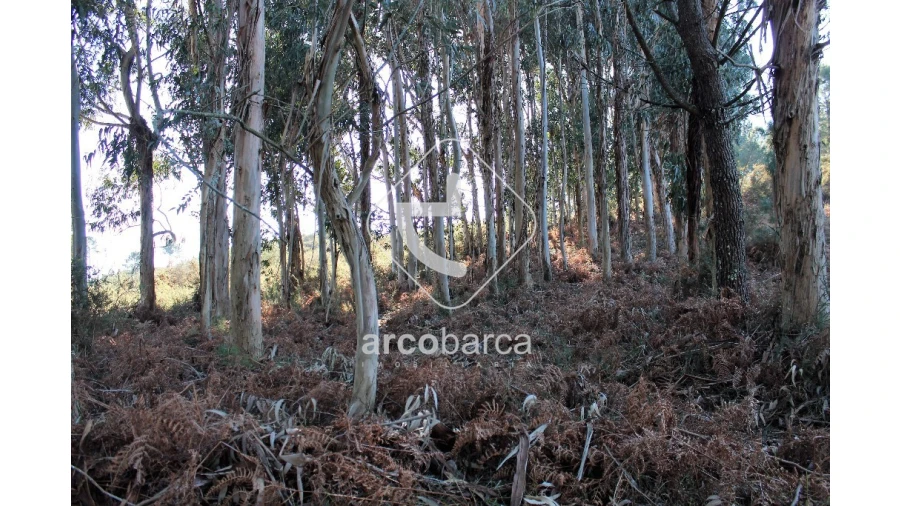 Terreno para Venda em Oleiros Foto 5