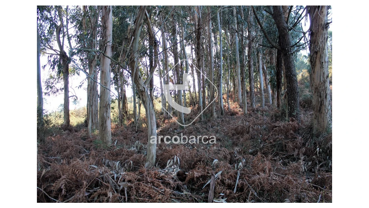 Terreno para Venda em Oleiros Foto 5