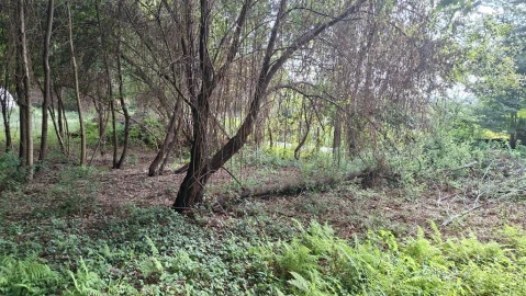 Terreno para Venda em Caldelas, Sequeiros e Paranhos