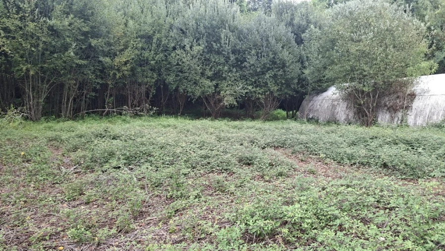 Terreno para Venda em Caldelas, Sequeiros e Paranhos Foto 11