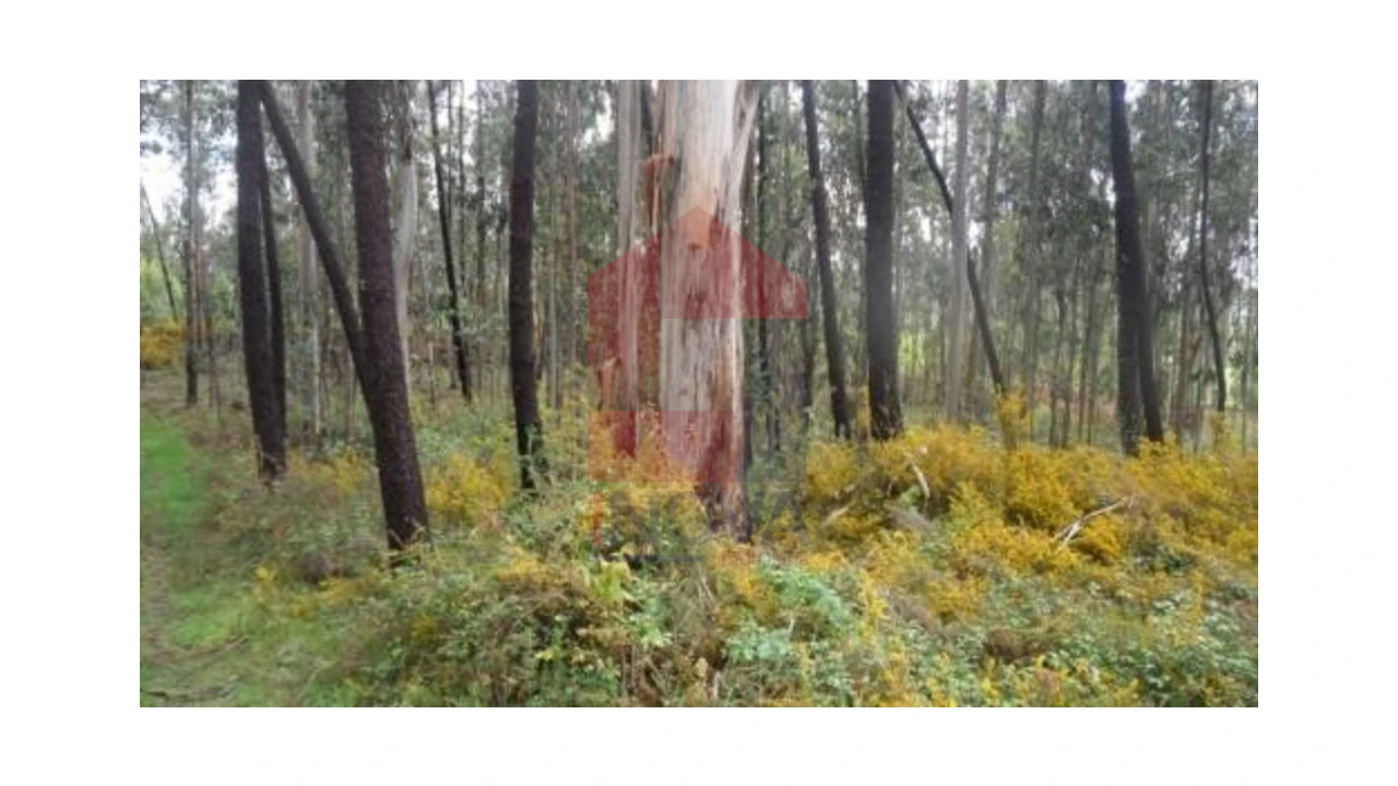 Terreno para Venda em Freiriz Foto 1
