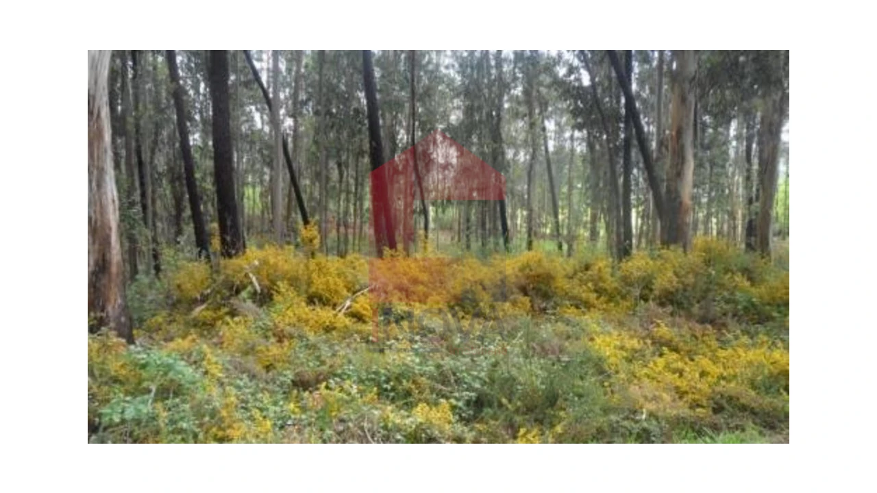 Terreno para Venda em Freiriz Foto 2