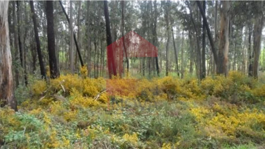 Terreno para Venda em Freiriz Foto 2