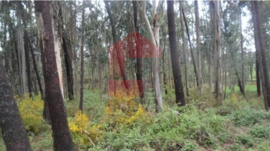 Terreno para Venda em Freiriz Foto 6