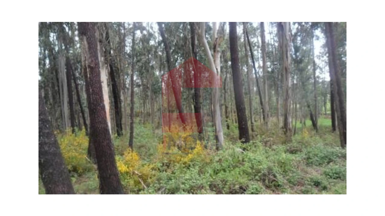 Terreno para Venda em Freiriz Foto 6