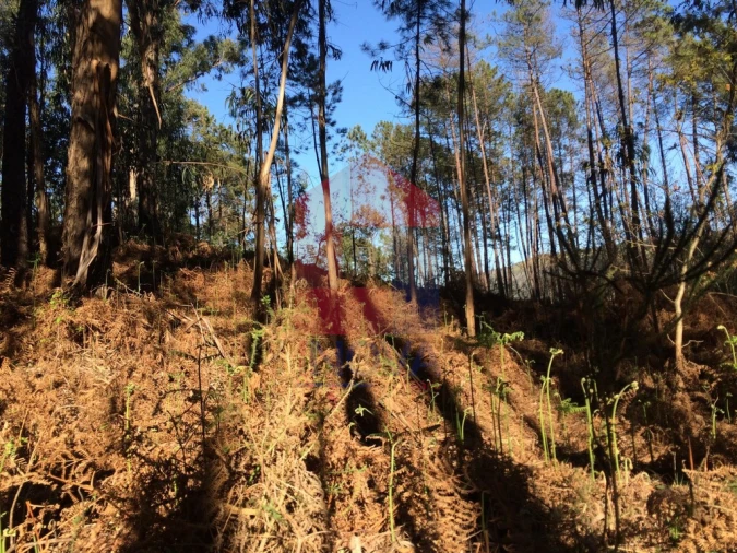 Terreno para Venda em Ribeira do Neiva Foto 8