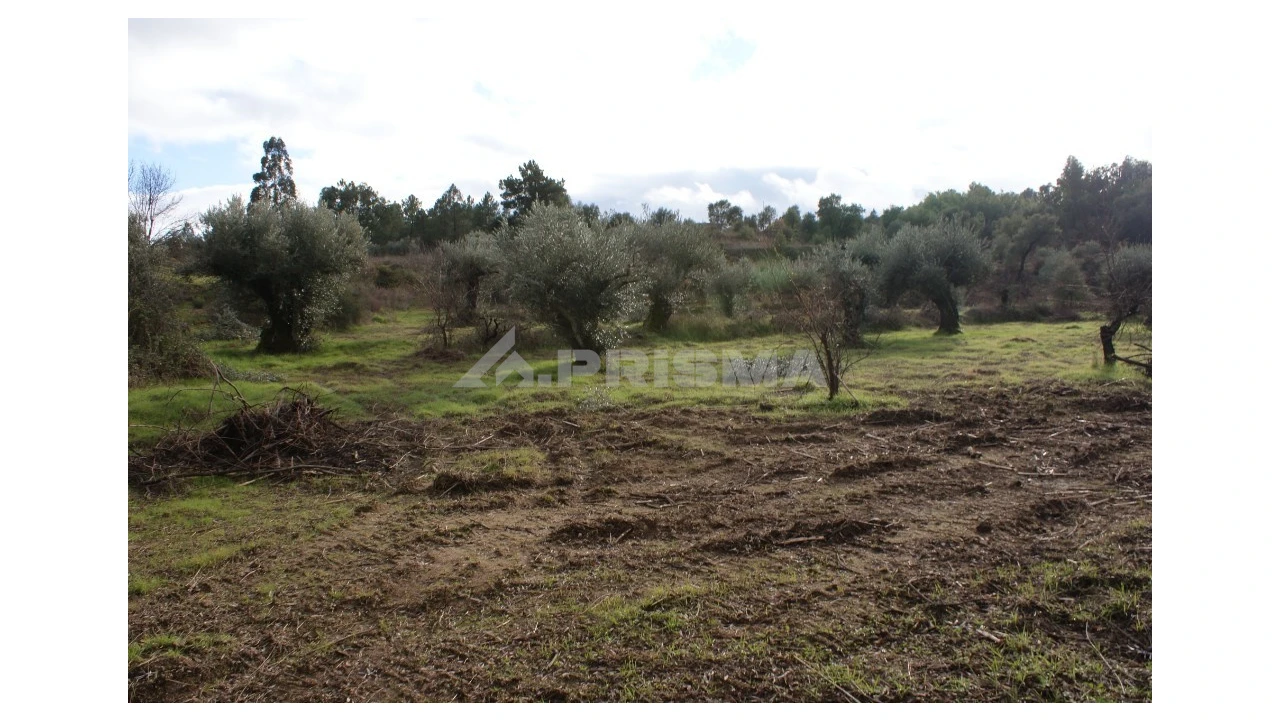 Terreno para Venda em Vale de Prazeres e Mata da Rainha Foto 6