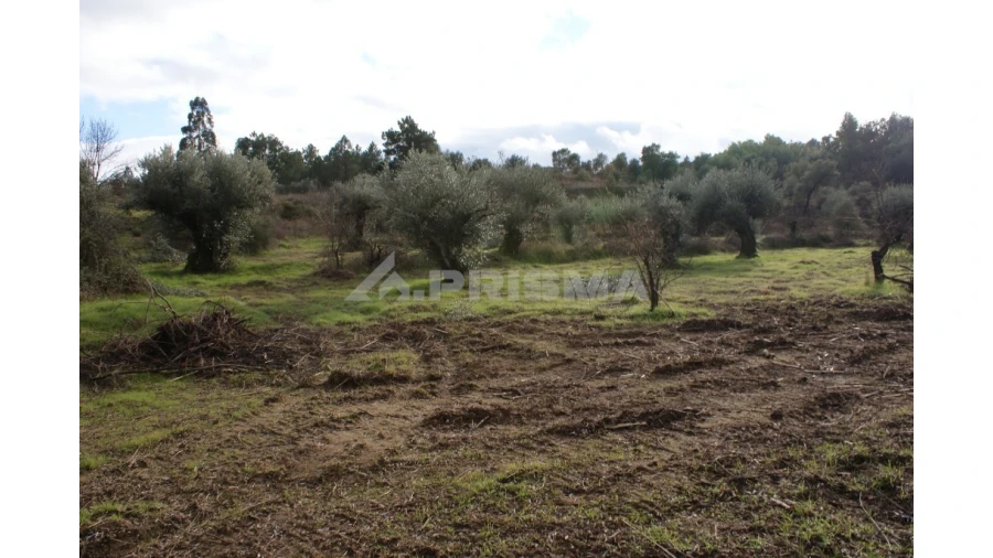Terreno para Venda em Vale de Prazeres e Mata da Rainha Foto 6