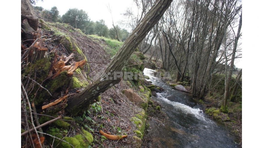 Terreno para Venda em Vale de Prazeres e Mata da Rainha Foto 3