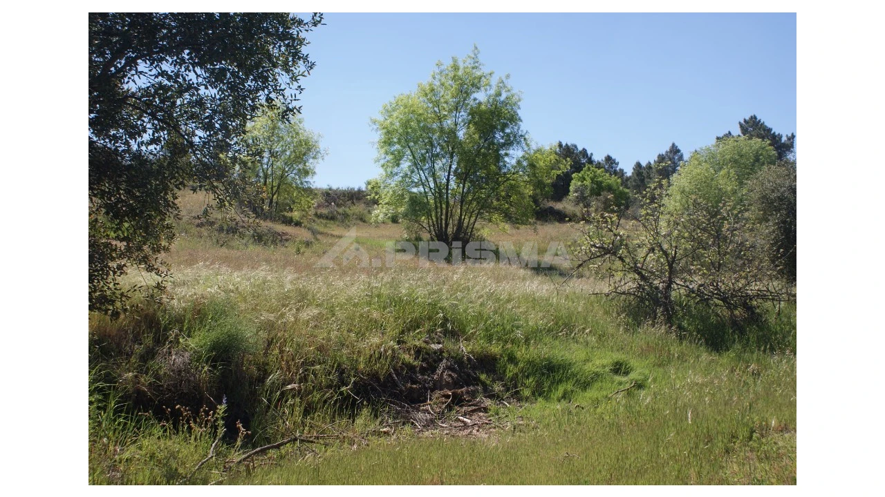 Terreno para Venda em Vale de Prazeres e Mata da Rainha Foto 16