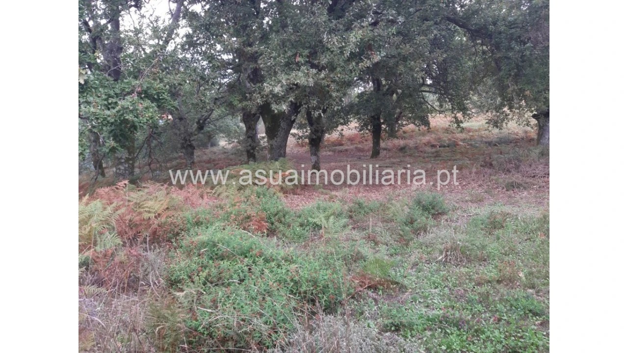 Terreno para Venda em Caldelas, Sequeiros e Paranhos Foto 18