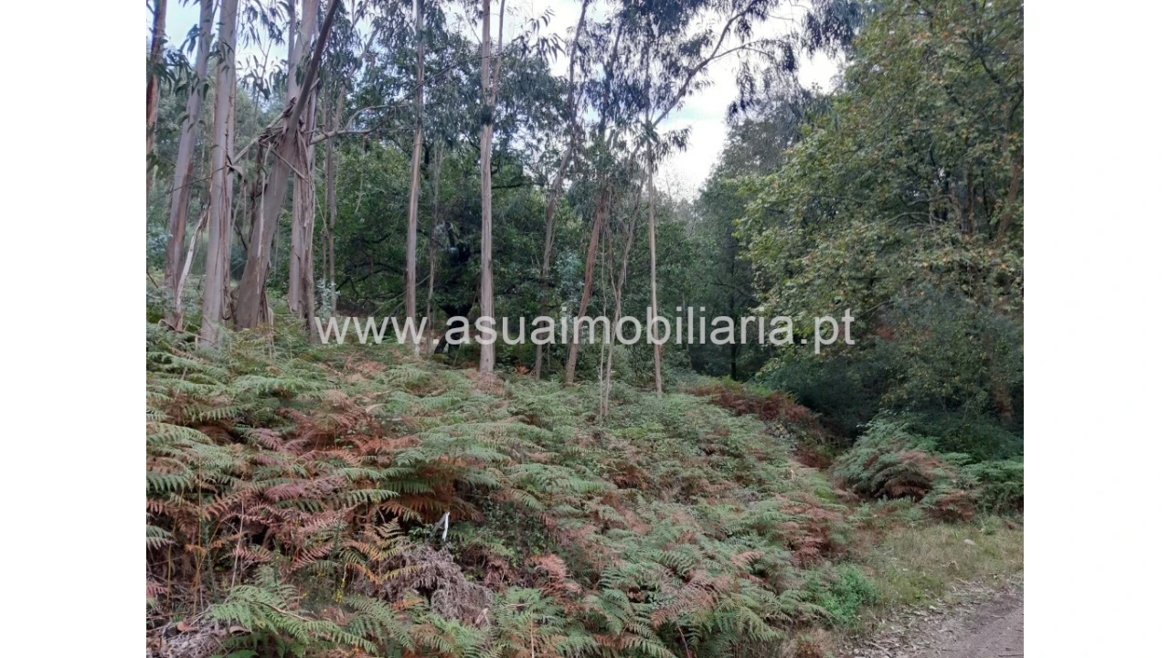 Terreno para Venda em Caldelas, Sequeiros e Paranhos Foto 11