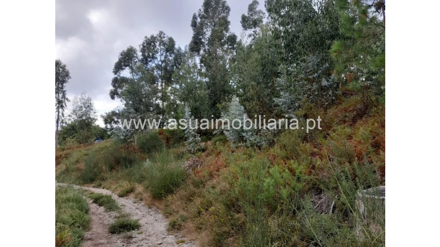 Terreno para Venda em Caldelas, Sequeiros e Paranhos Foto 3