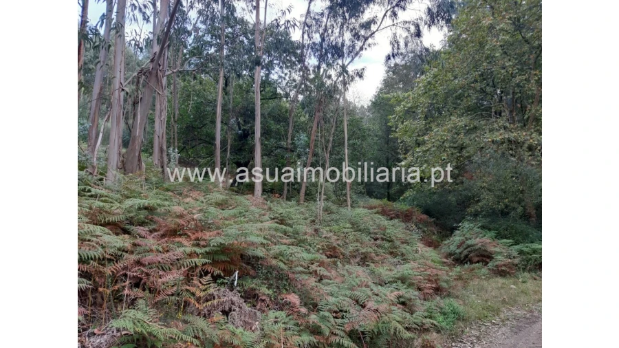 Terreno para Venda em Caldelas, Sequeiros e Paranhos Foto 11