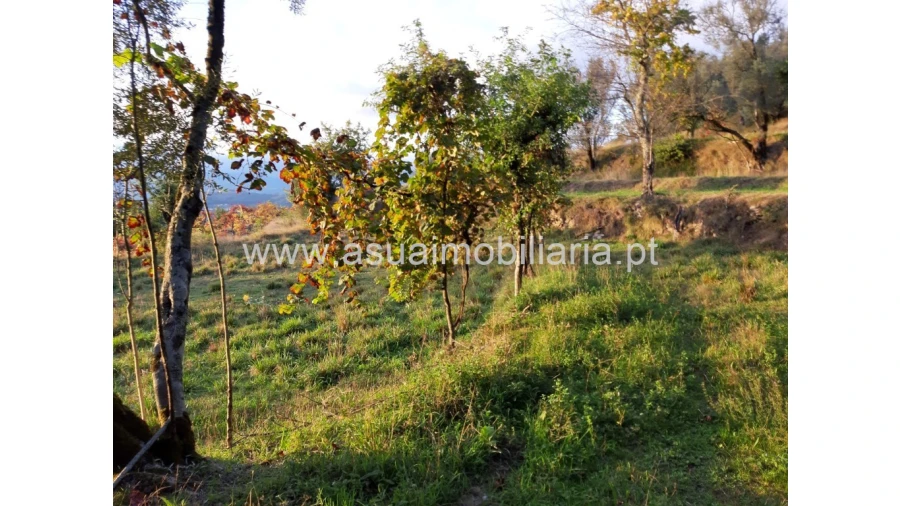 Terreno para Venda em Caldelas, Sequeiros e Paranhos Foto 43