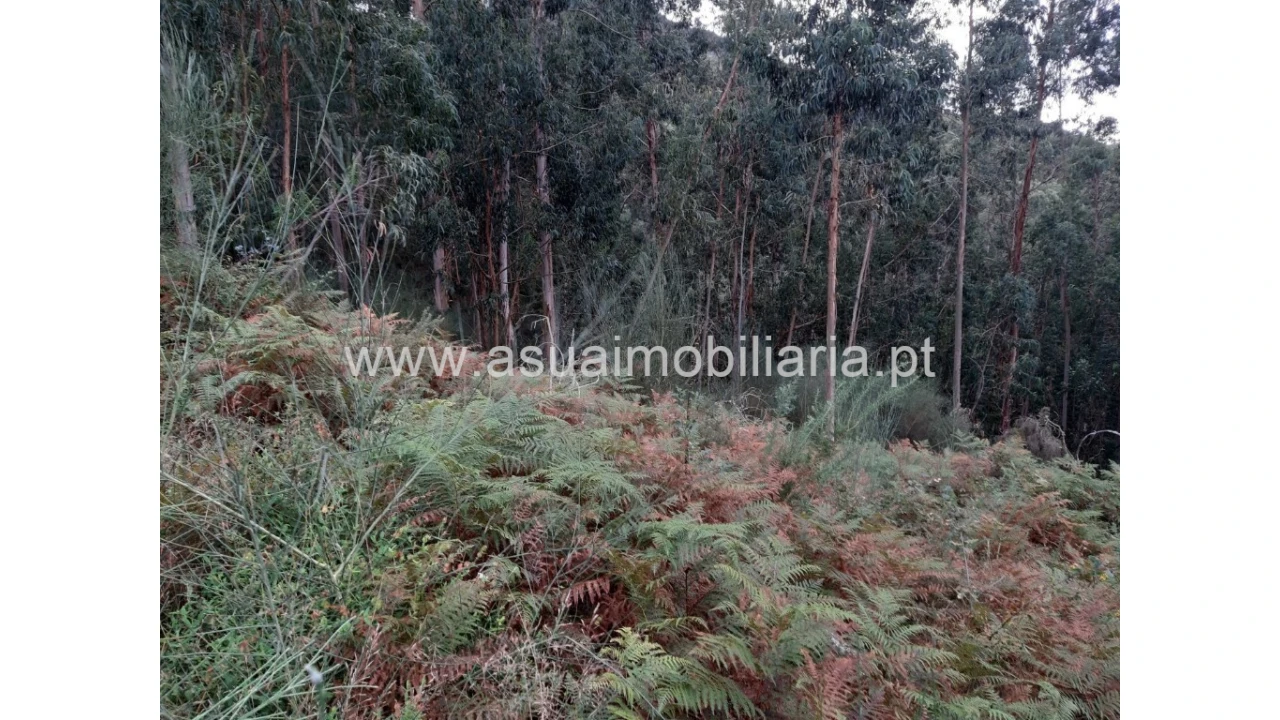 Terreno para Venda em Caldelas, Sequeiros e Paranhos Foto 4