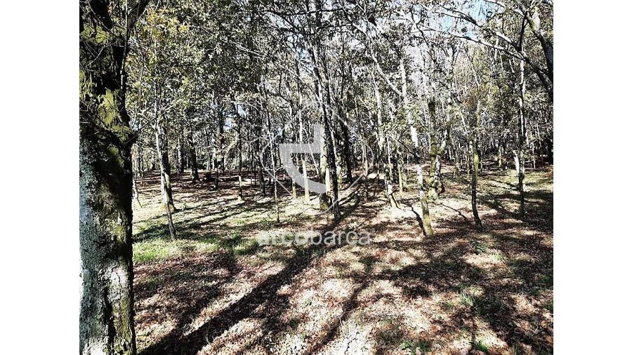 Terreno para Venda em Vascões Foto 8