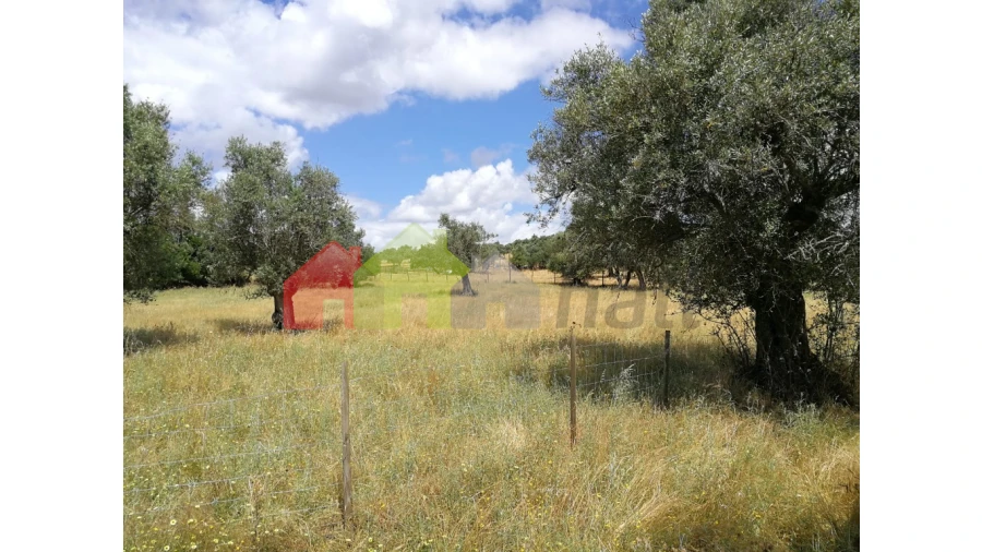 Terreno para Venda em Alcaçovas Foto 5
