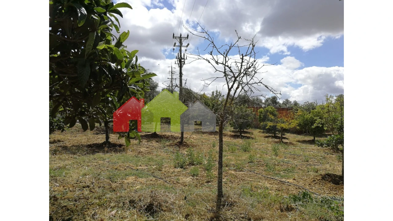 Terreno para Venda em Alcaçovas Foto 14
