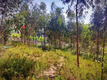 Terreno para Venda em Alfena