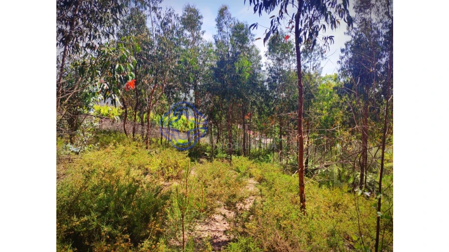 Terreno para Venda em Alfena Foto 8