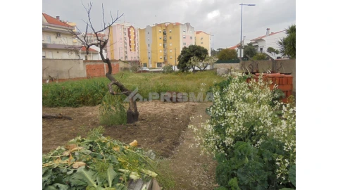 Terreno para Venda em Castelo Branco