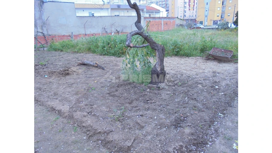 Terreno para Venda em Castelo Branco Foto 2