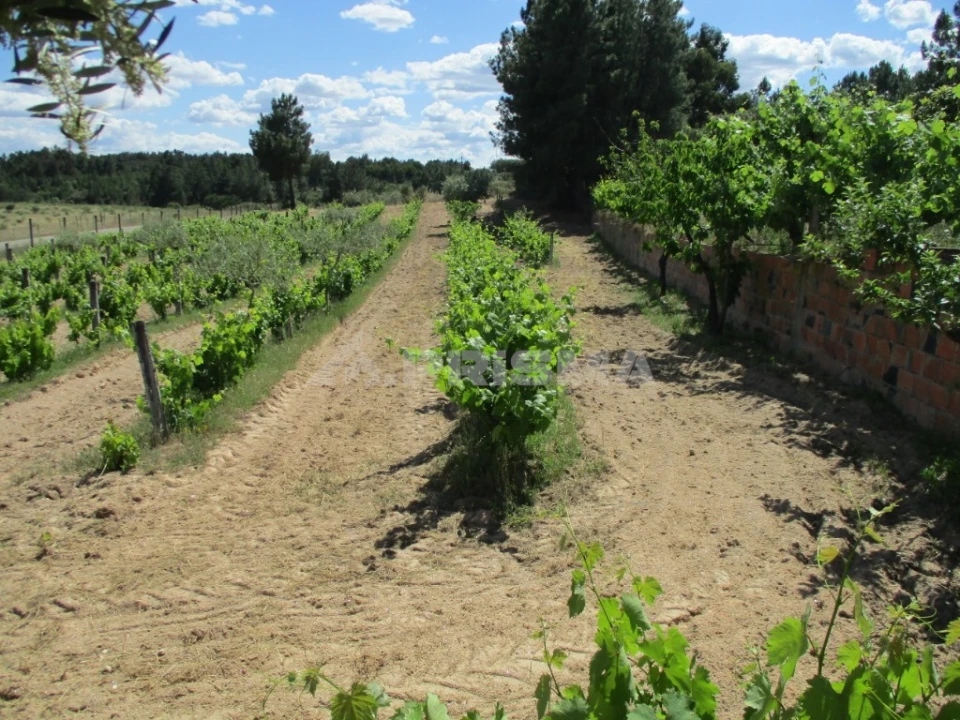 Terreno para Venda em Lardosa Foto 1