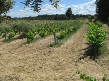 Terreno para Venda em Lardosa